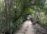 Hutan Mangrove Penyanggah Lingkungan Alami