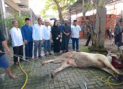 Idul Adha 1446 H, Rahudman Harahap dan Keluarga Sembelih Dua Ekor Lembu Kurban untuk Masyarakat