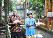 Pembibitan Ikan