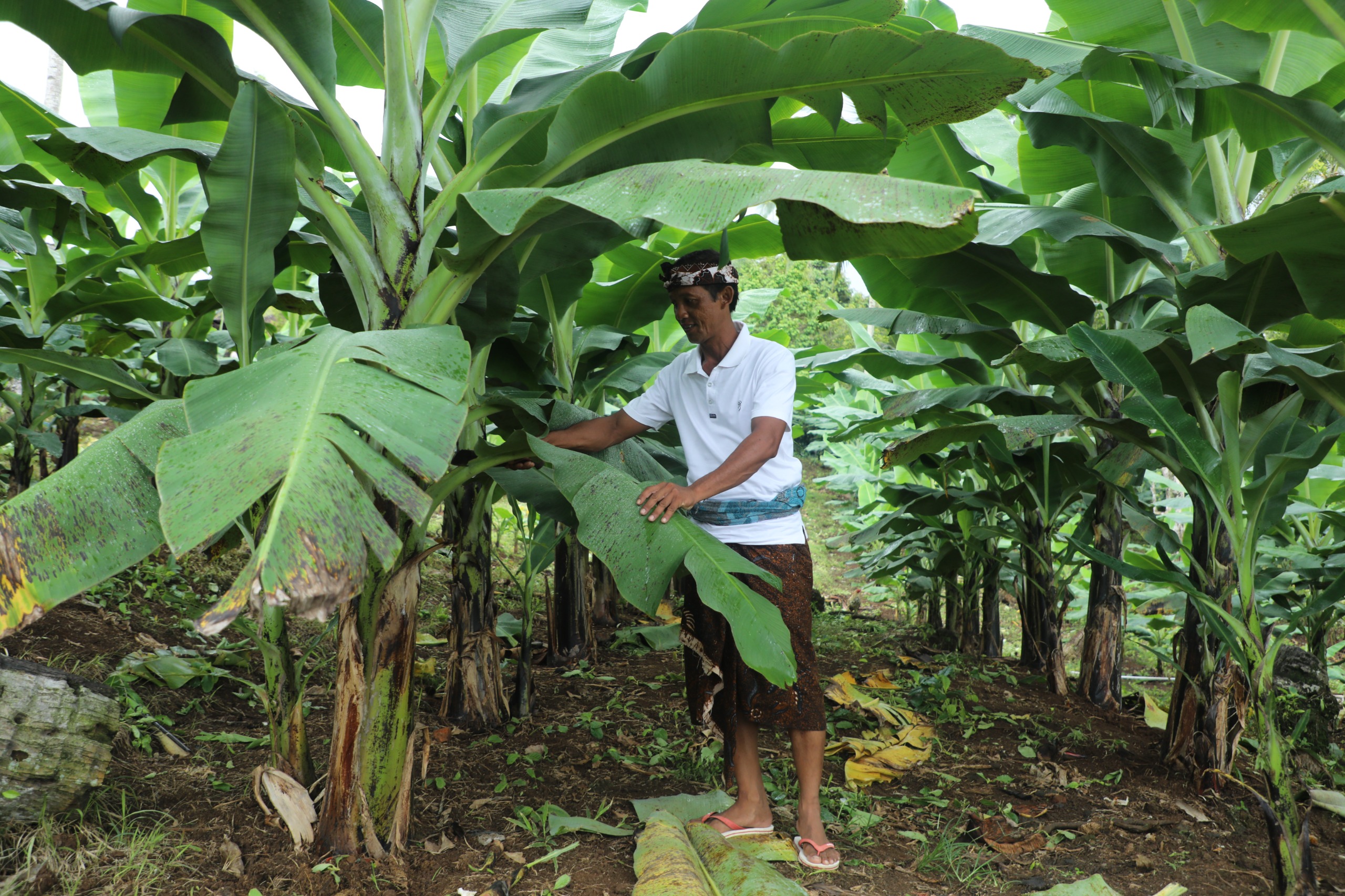 Kanpung Reforma Agraria