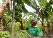 Budidaya Pisang Cavendish