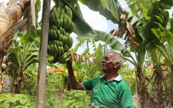 Budidaya Pisang Cavendish