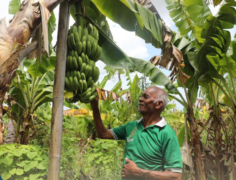 Budidaya Pisang Cavendish