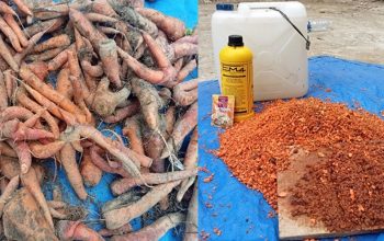 Pemberdayaan Kelompok Tani Dalam Manajemen Limbah untuk Meningkatkan Pendapatan Petani Wortel