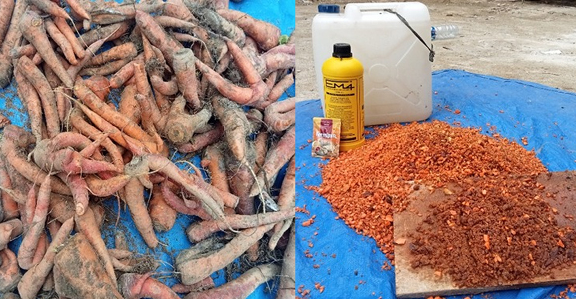 Pemberdayaan Kelompok Tani Dalam Manajemen Limbah untuk Meningkatkan Pendapatan Petani Wortel