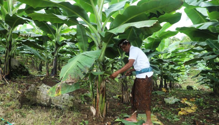 Berdaya dengan Akses Reforma Agraria, Desa Asahduren Lebih Produktif dengan Pisang Cavendish