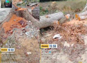 Sorotan Publik Hantam PTPN IV Regional 1: Pohon Raksasa di Kebun Aek Torop Diduga Ditebang Ilegal