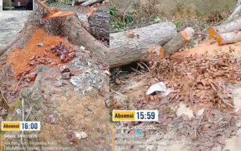 Sorotan Publik Hantam PTPN IV Regional 1: Pohon Raksasa di Kebun Aek Torop Diduga Ditebang Ilegal