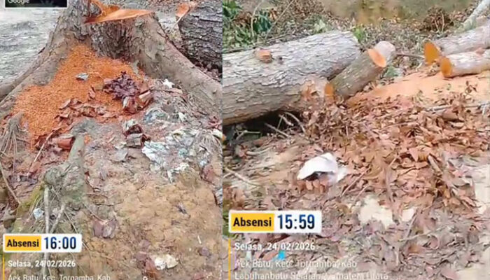 Sorotan Publik Hantam PTPN IV Regional 1: Pohon Raksasa di Kebun Aek Torop Diduga Ditebang Ilegal