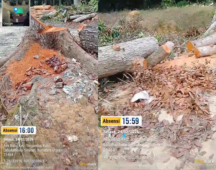 Sorotan Publik Hantam PTPN IV Regional 1: Pohon Raksasa di Kebun Aek Torop Diduga Ditebang Ilegal