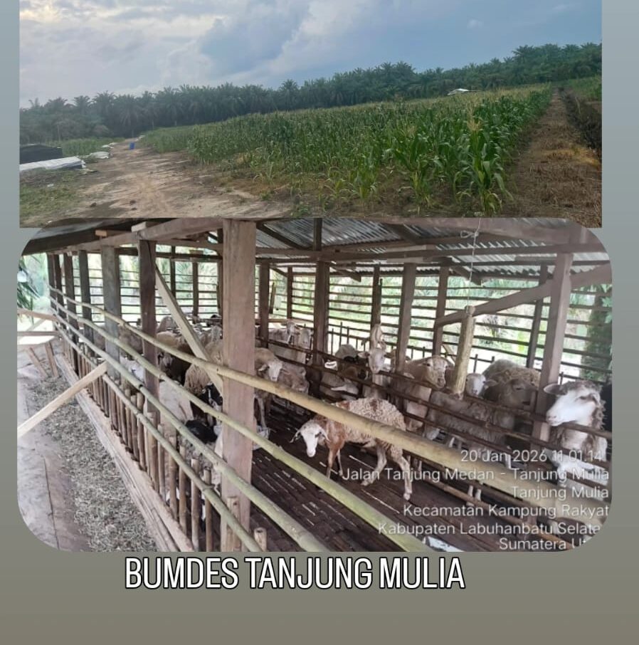 Geger! Dana BUMDes Tanjung Mulia Rp 220 Juta Diduga Janggal, Anggaran Kambing & Jagung Jadi Sorotan, Ke Mana Sisanya?