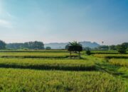 Kementerian ATR/BPN Dukung Swasembada Pangan Lewat Penguatan Kebijakan LBS, LP2B, dan LSD