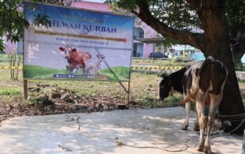 Semarak Iduladha 1447 H, Menteri Nusron Salurkan Hewan Kurban ke Pondok Pesantren Attaqwa