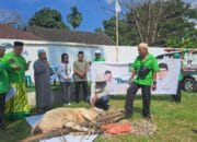 Semangat Berbagi, PKB Kota Medan Sembelih Hewan Kurban Bantuan Ketum Muhaimin Iskandar dan Kader