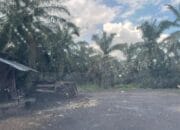 Diduga Ilegal, Aktivitas pangkas inti dan cangkang sawit di Pekan Tolan Resahkan Warga APH Diminta untuk bertindak