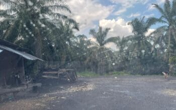 Diduga Ilegal, Aktivitas pangkas inti dan cangkang sawit di Pekan Tolan Resahkan Warga APH Diminta untuk bertindak